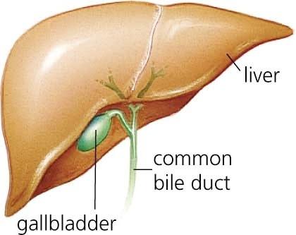 Var är gallblåsan alla ska veta