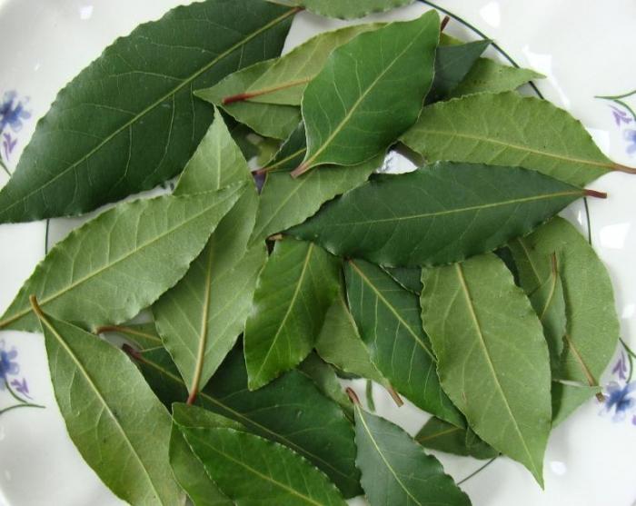 Bay leaf. Fördel och skadan av växtprodukten