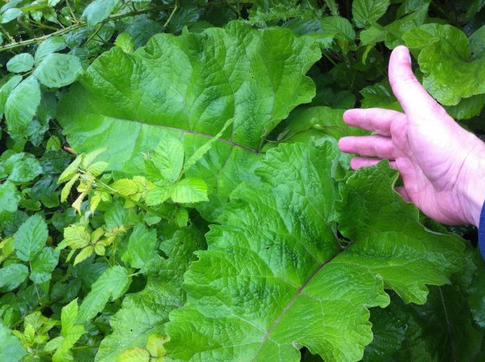 Burdock behandling: vad, hur och varför?