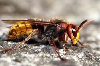 Bee sting vepsar första hjälpen