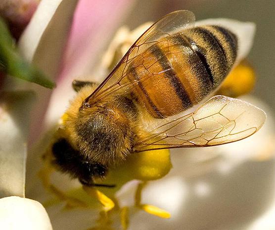 Bee Propolis. Vad läker detta unika ämne?