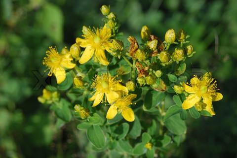 St John's Wort Application